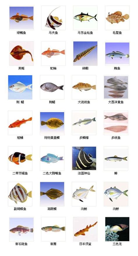鱼类大全名称图片_配图网