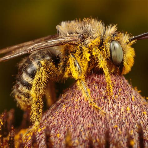 Bees Algorithm Applications 的图像结果