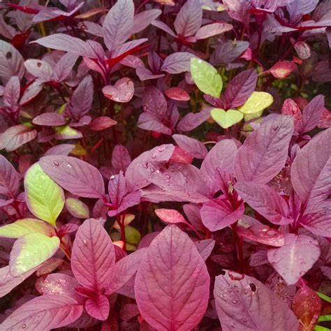 Amaranthus Red Seeds – Vedonic