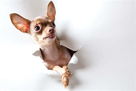 [100+] Chihuahua Wallpapers | Wallpapers.com