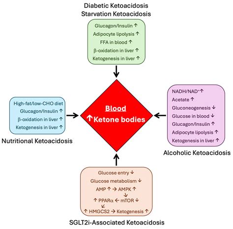 Not Just an Alternative Energy Source: Diverse Biological Functions of ...