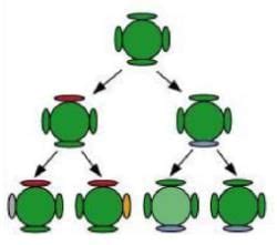 NCERT Solutions for Class 10 Science Chapter 8 - Heredity and Evolution
