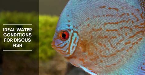 Image result for Discus Fish Water Conditions