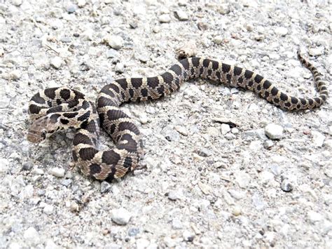 Discover the 40 Snake Species in Illinois (4 are Venomous!) - A-Z Animals