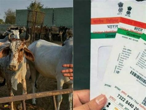 To Check Smuggling, Madhya Pradesh Is All Set To Give 90 Lakh Cattle ...