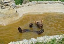 Bears Being Goofy - FOUR PAWS International - Animal Welfare Organisation
