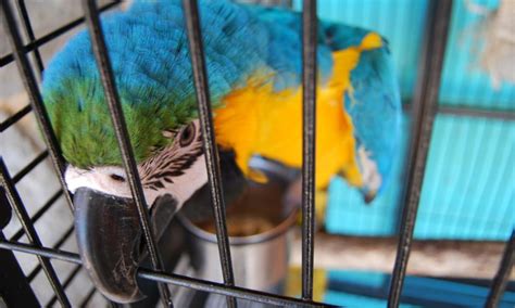 Pet Shops Domesticating Animals In Unhygienic Conditions Leading To ...