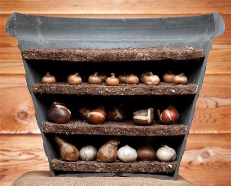 Lasagne planting: layer bulbs in containers for a  