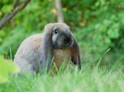 Image result for French Lopp Rabbit