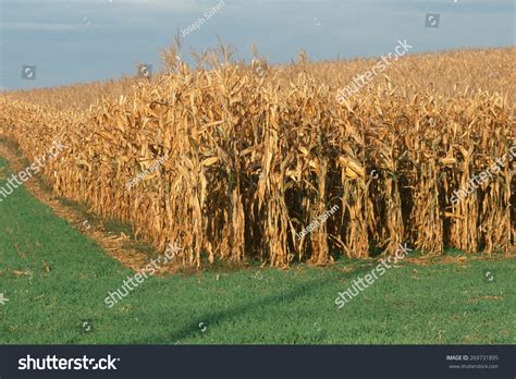 Field Of Dried Corn Stalks, Maryland Stock Photo 269731895 : Shutterstock