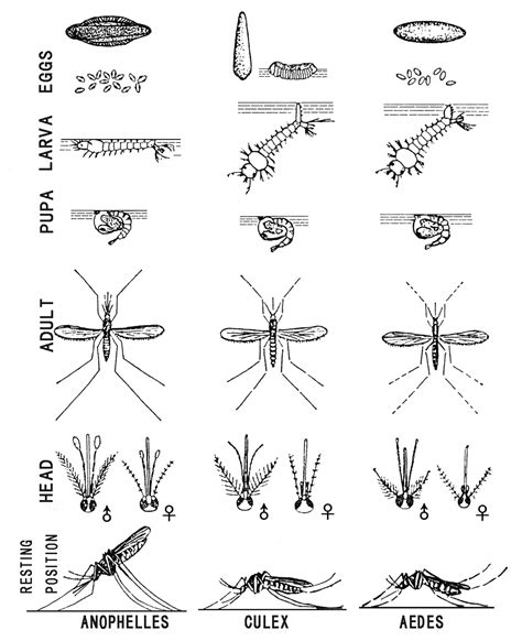 How to identify Culex, Anopheles and Aedes mosquitoes and their larvae?
