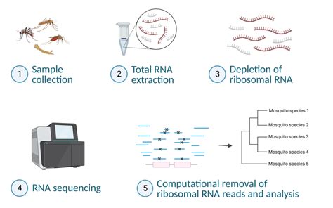 RNA Sequencing Method 的图像结果