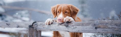 AKC Fetch Trials, 454 N Farm Rd 223, Strafford, 29 March 2025 | AllEvents