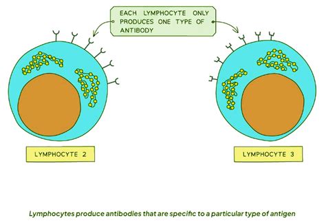 Antigens and Antibodies - Biology for GCSE/IGCSE - Class 10 PDF Download
