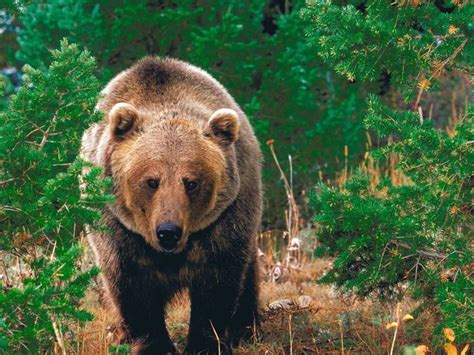forest pictures with animals real