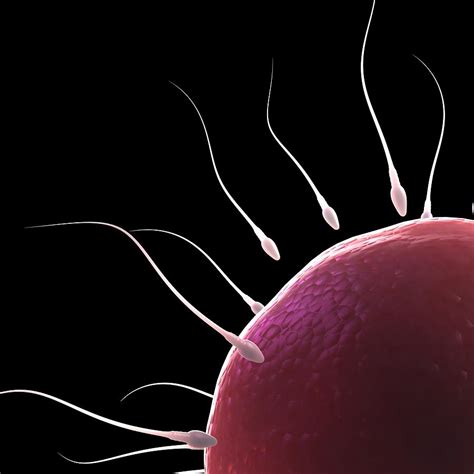 Image result for fertilisation