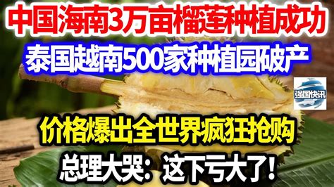 中国海南3万亩榴莲种植成功，泰国越南500家种植园破产，价格爆出全世界疯狂抢购，总理大哭：这下亏大了！ - YouTube