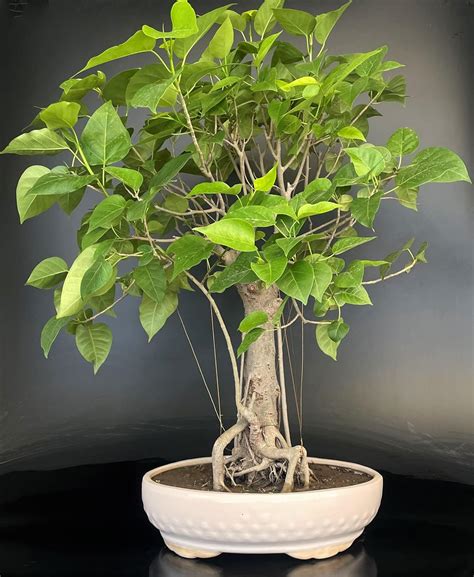 Punarva Live Rare Bodhi tree, Peepul tree, Peepal tree, Pipala tree or ...