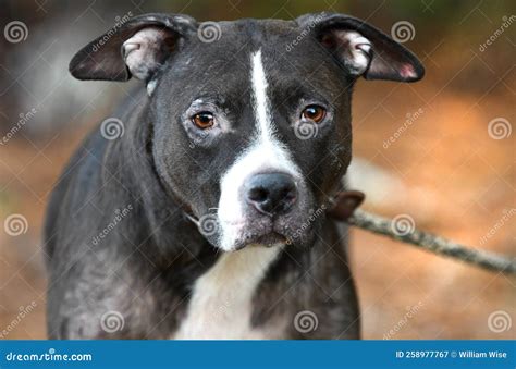 Pitbull Dog with Hair Loss Flea Allergy Demodectic Mange Skin Condition ...