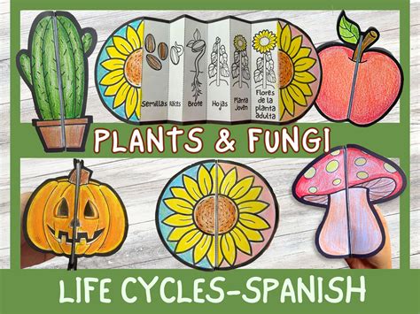 SPANISH Life Cycle of Plants & Fungi Bundle of 6 Mushroom, Fruits ...