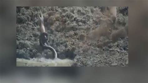 Image result for Python Attacks Deer