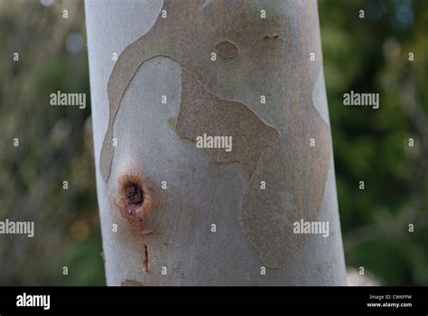 Image result for Eucalyptus Tree Trunk Rot