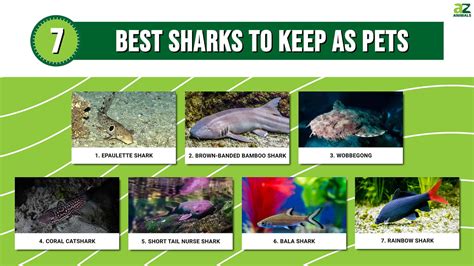 Can You Legally Own A Shark As A Pet? A Statebystate Guide