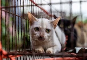 Rescue Cats from Slaughterhouse - FOUR PAWS International - Animal ...