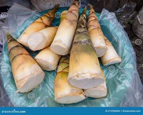 Thick fresh bamboo shoots stock photo. Image of bamboo - 272296096
