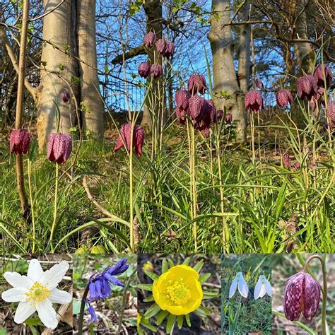 Yorkhill Green Spaces Wildflower Planting & Spring Nature Treasure Hunt ...