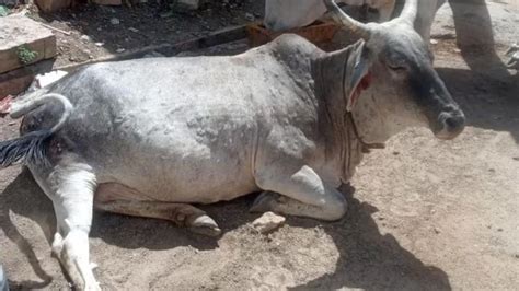 Lumpy Skin virus Disease : महाराष्ट्र के नांदेड़ में लंपी वायरस का खतरा ...