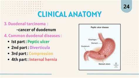 Anatomy of Duodenum- detailed ppt presentation for science students | PDF