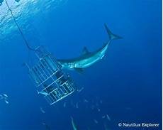 gabbia squali great white shark cage diving isla de guadalupe mexico gabbia squali great white shark cage diving isla de guadalupe mexico