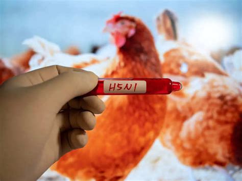 Human death from bird flu: What is bird flu? Signs, treatments ...