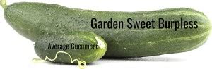 VibeX ® VLR-42 Garden Sweet Cucumber Seeds Seed Price in India - Buy ...