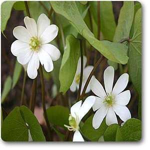 Buy Jeffersonia diphylla - Plant online from Nurserylive at lowest price.