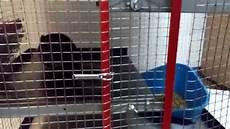 cincill 224 cambio gabbia chinchilla big cage gabbia grande cincill 224 cambio gabbia chinchilla big cage gabbia grande