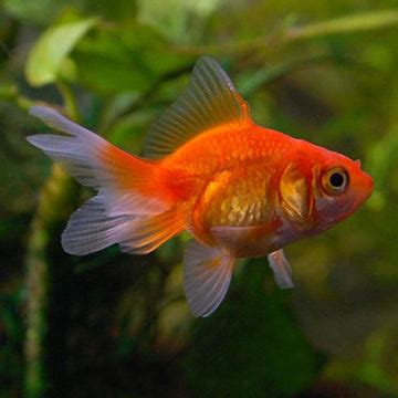 Shop Gold Fishes at FRESHWATERAQUATICA | FRESHWATERAQUATICA