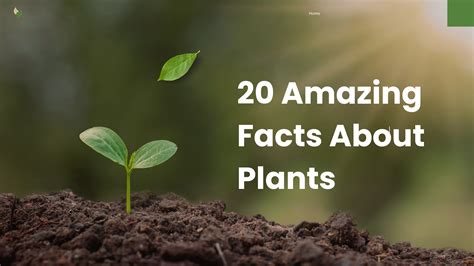 20 Fascinating Facts About Rainforests