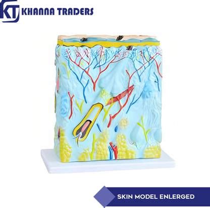 KHANNA TRADERS HUMAN SKIN ANATOMICAL ENLARGED MODEL Anatomical Body ...
