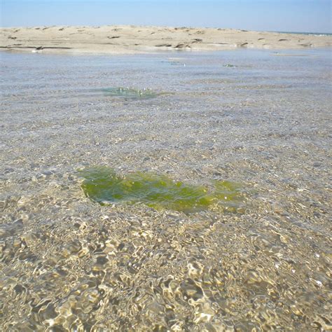 ARMONA ISLAND (2025) All You Need to Know BEFORE You Go (with Photos ...