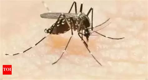 Bmc: Kolkata: With 106 cases from November 25-30, weekly dengue dips in ...