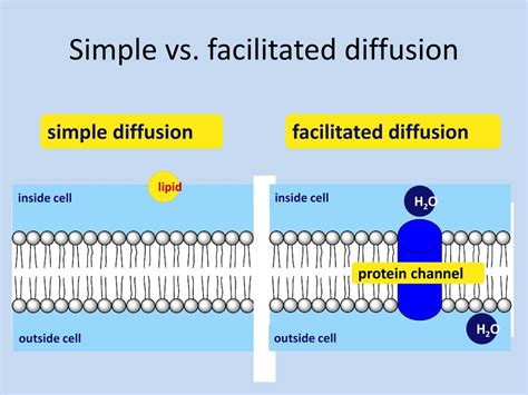 PPT - Cell Structure and Transport PowerPoint Presentation, free ...