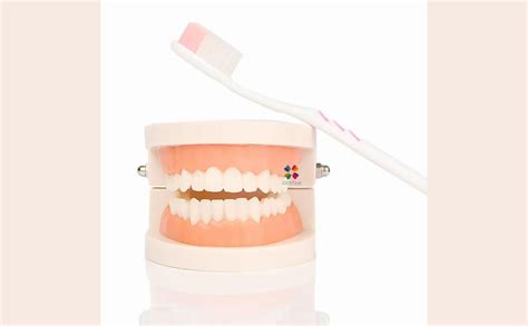 iDENTical Dental Model for Patient Education MD-105 | Anatomical Teeth ...