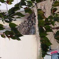 Indore Municipal Corporation [IMC] — Complaint for improper drainage ...