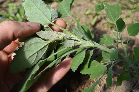Wild Edible Spotlight Lamb’s Quarters – Round the Bend Farm