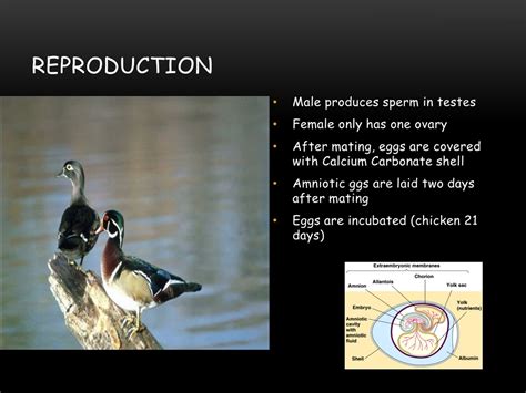 PPT - Birds - Class AVES PowerPoint Presentation, free download - ID:205788