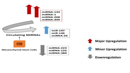 Role of circulating microRNA in predicting myocardial infarction