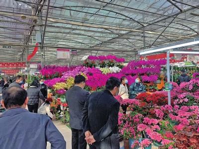 大年初二，郑州花卉市场人流如织！-大河新闻