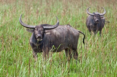 Nepal fails in ambitious attempt to revive wild water buffalo population